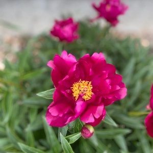 Meet your Posher, Meaghan